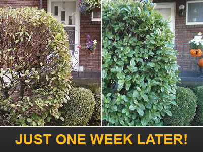 hedge one weeke later after a sprinkler system optimization